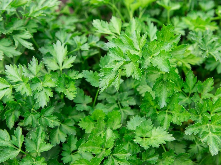 Parsley.jpg