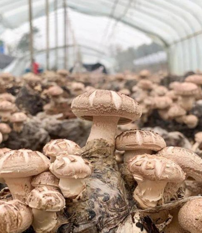 Di Mana Cendawan Butang Putih Tumbuh? Kulat Penguraian Rumput vs. Kulat Penguraian Kayu