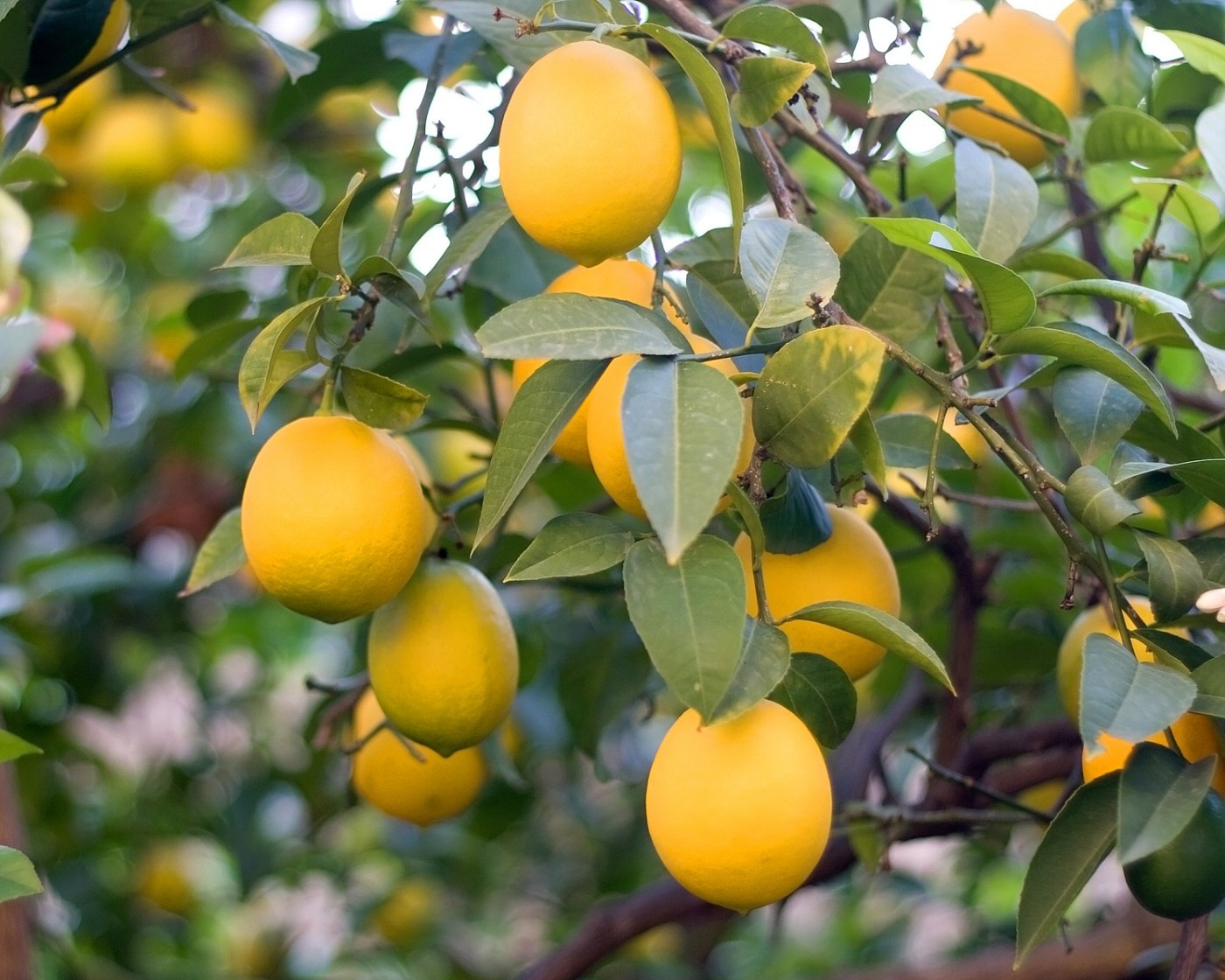 lemon tree