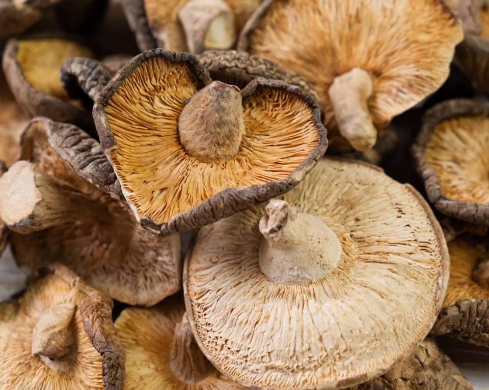 freecompress-dried mushroom.png