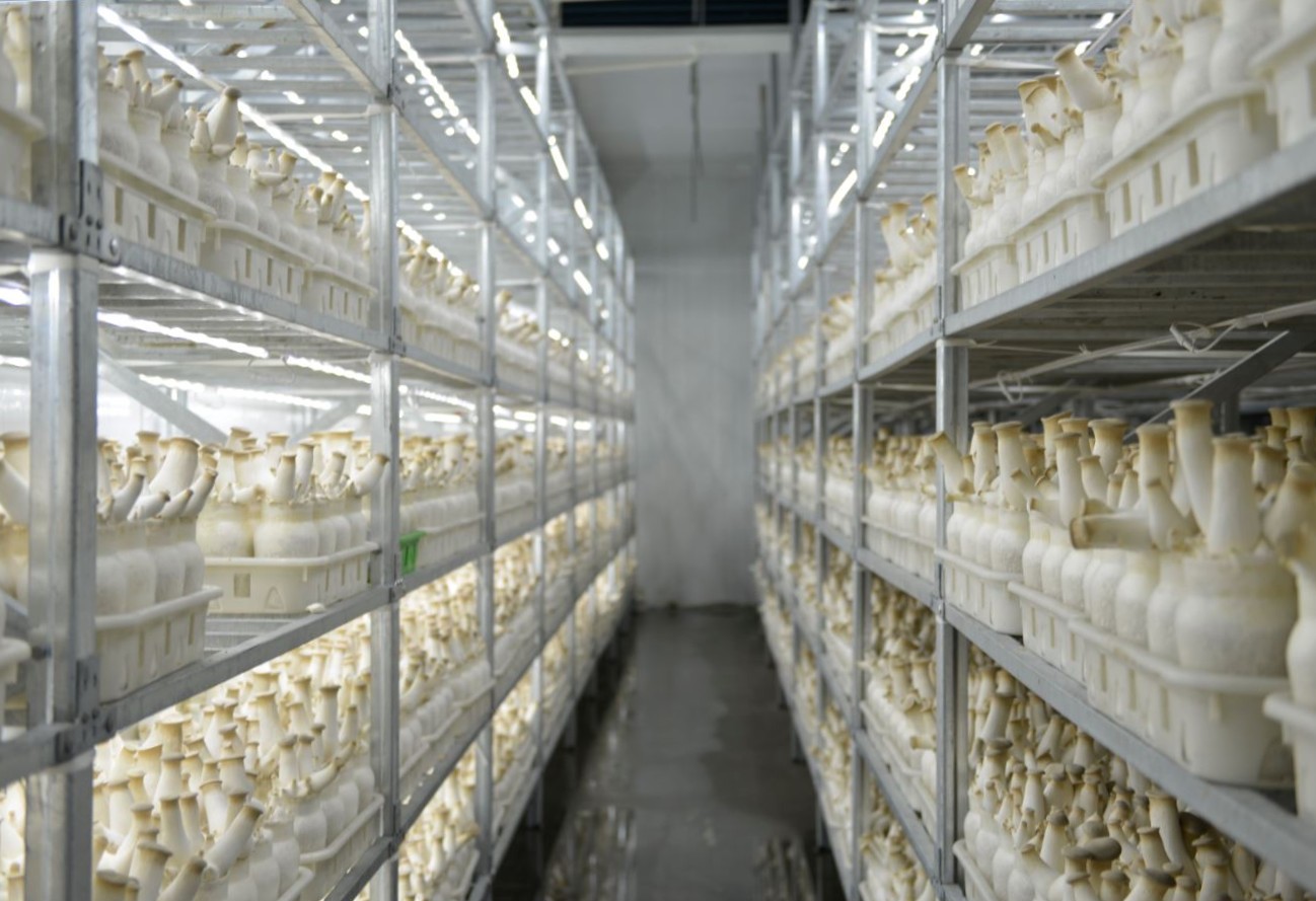 wholesale dried king oyster