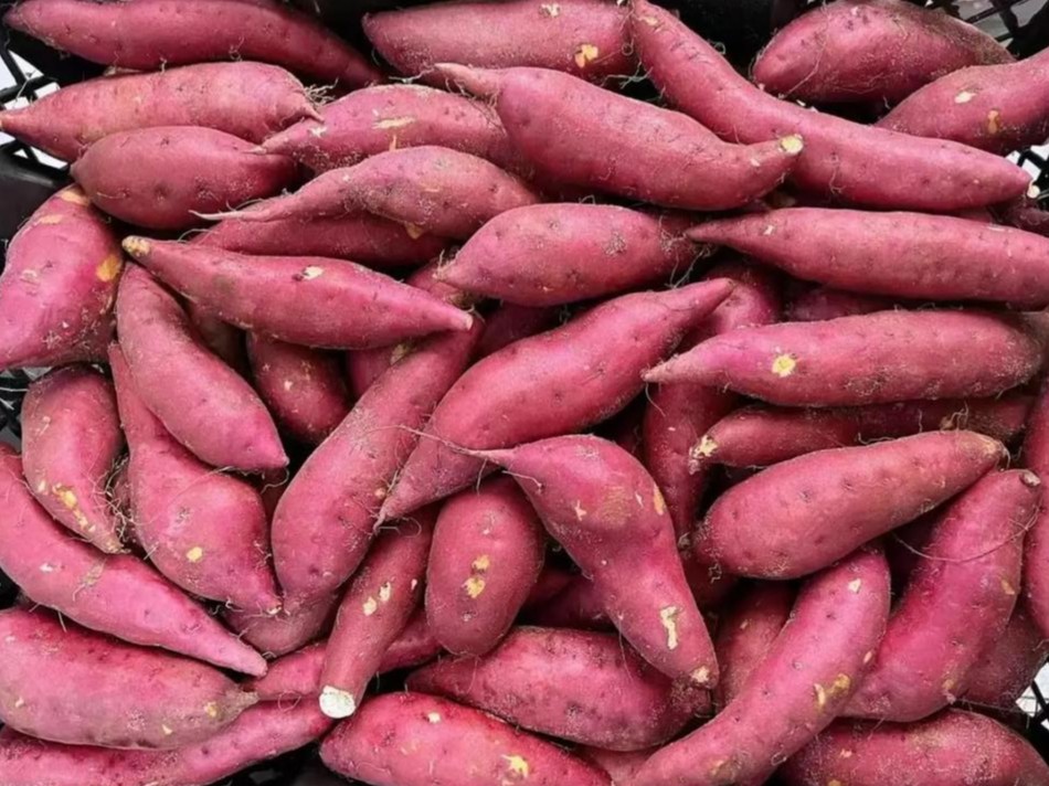 sweet potato raw material